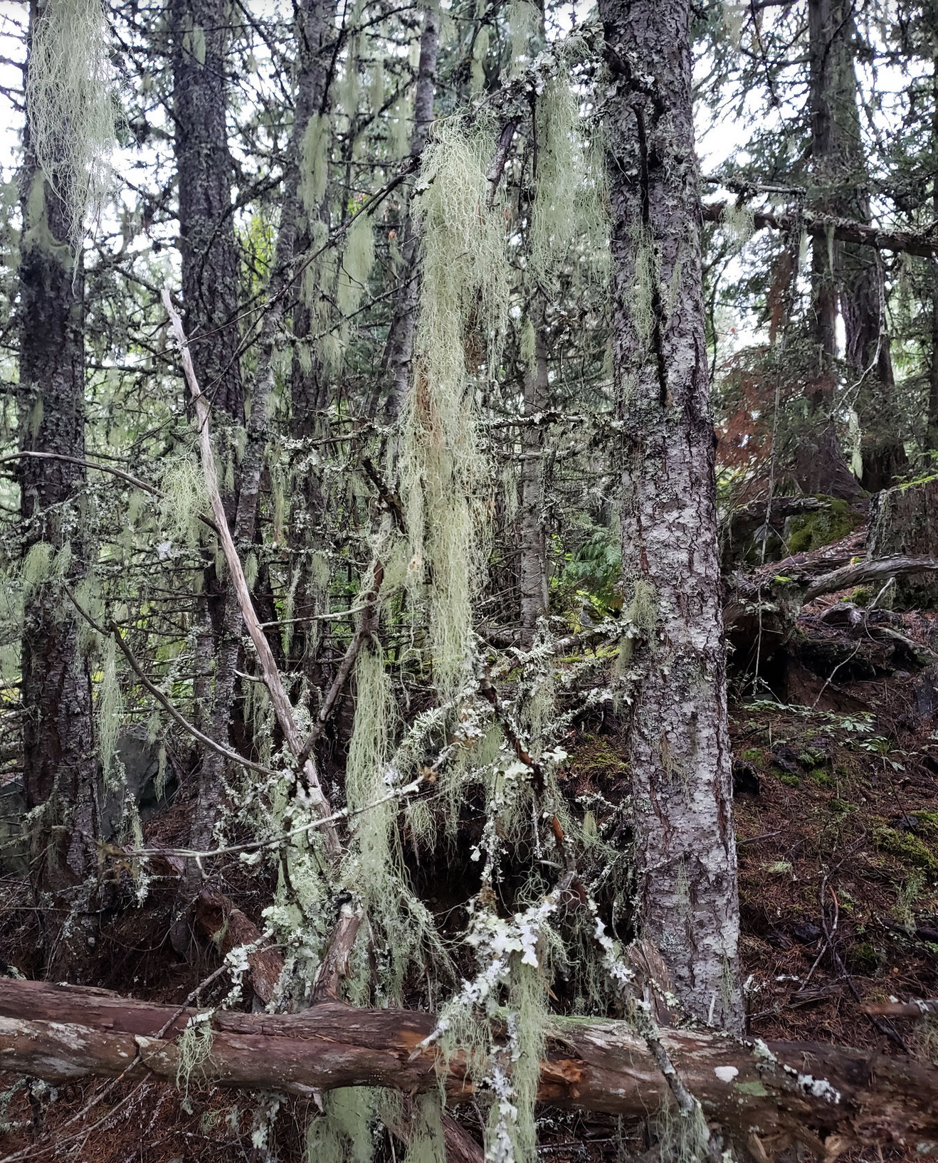 You will also see a lichen, called old man's beard. It's not parasitic, it just uses the tree as a support